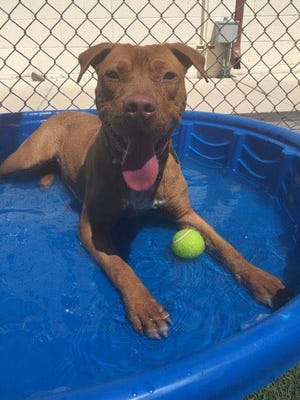 A dog at a Maricopa County animal shelter cools in a pool during the hot Arizona summer.