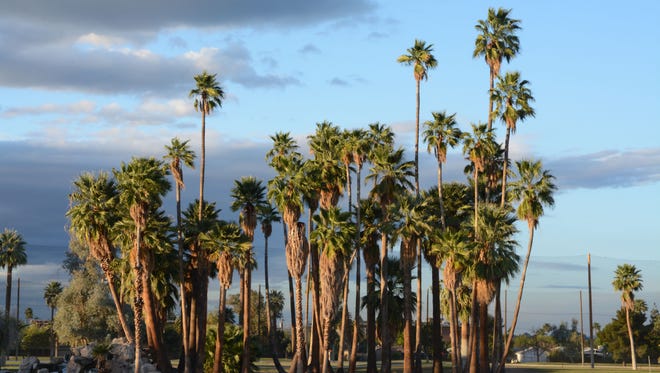 Palm trees at Encanto Park tower over the surrounding area.