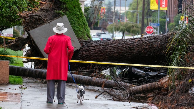 A woman with her dog stops to look at a fallen tree that crushed a car on Feb. 18, 2017, in the Sherman Oaks section of Los Angeles.
