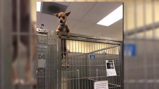 A chihuahua's daring escape attempt while at the Denver Animal Shelter was perfectly captured on camera, and it's adorable.