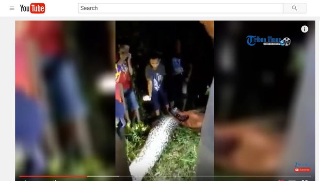 Tribun Timur posted the video of people cutting open the snake at night. People crowd around as the snake's skin is pulled back, revealing an intact body laying on its side.