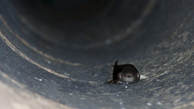 A chimney swift on the side of a chimney.